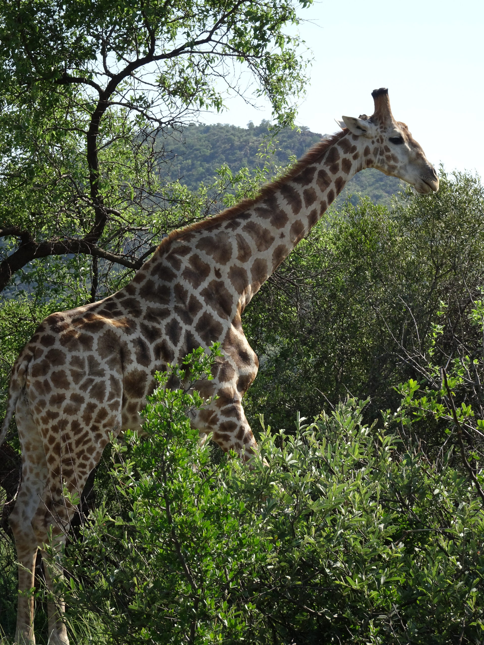 Giraf tijdens een wildlife safari in Pilanusberg